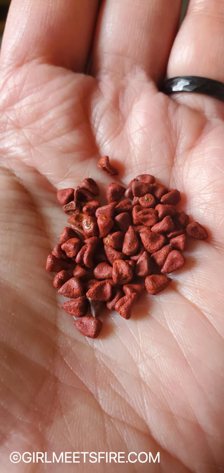 a picture of achiote seeds